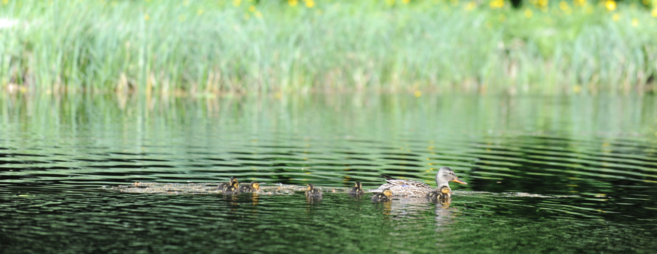 toppbilde_And med unger_ender_Esben_Haakenstad